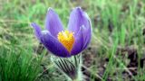 Pulsatilla patens