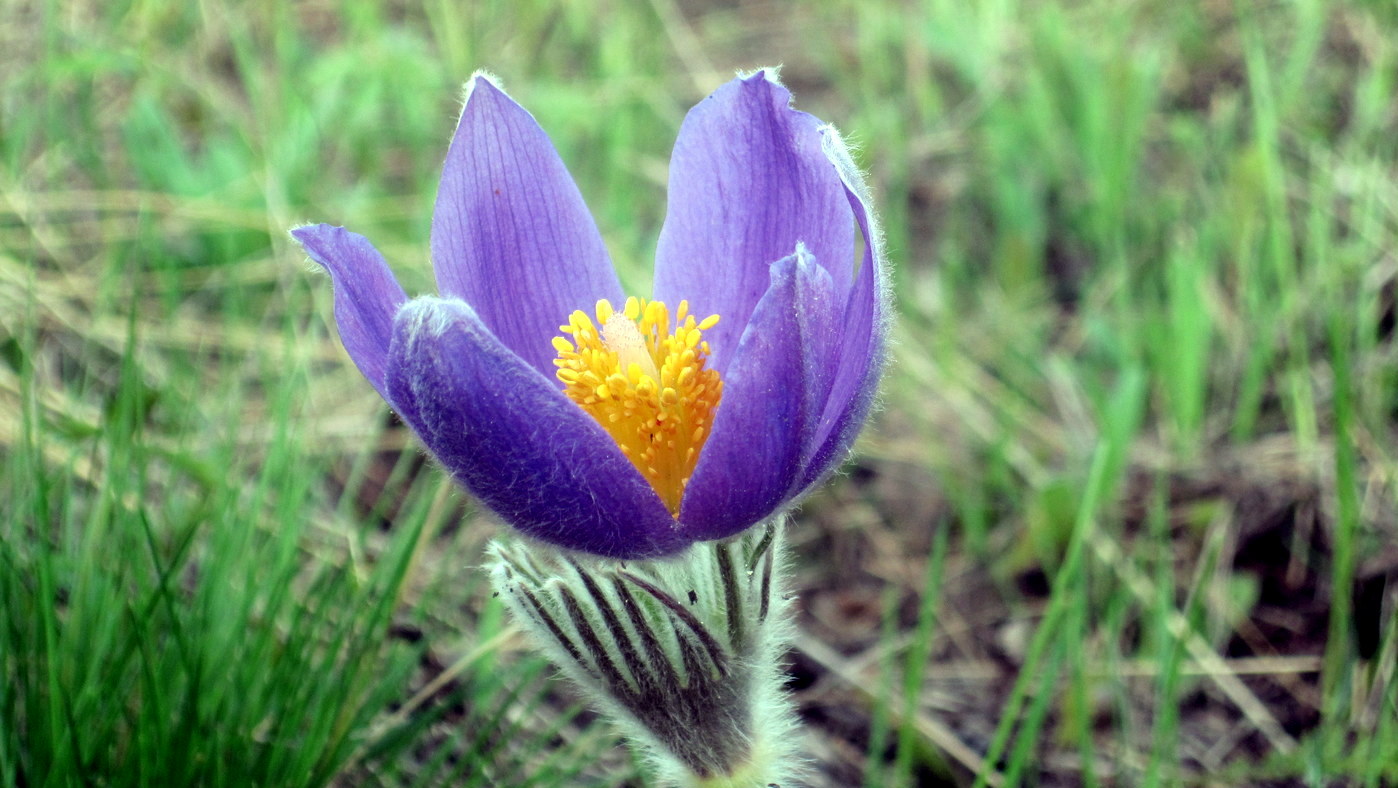 Image of Pulsatilla patens specimen.