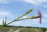 Dianthus eugeniae. Верхушка побега с соцветием. Украина, г. Луганск, балка Калмыцкий яр, основание склона северо-западной эксп., луговая степь. 22.06.2019.