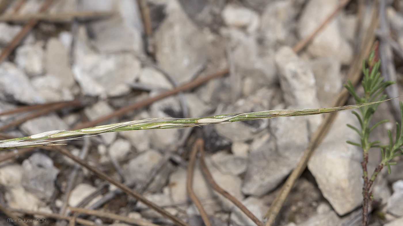 Изображение особи Achnatherum bromoides.