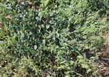 Zygophyllum fabago