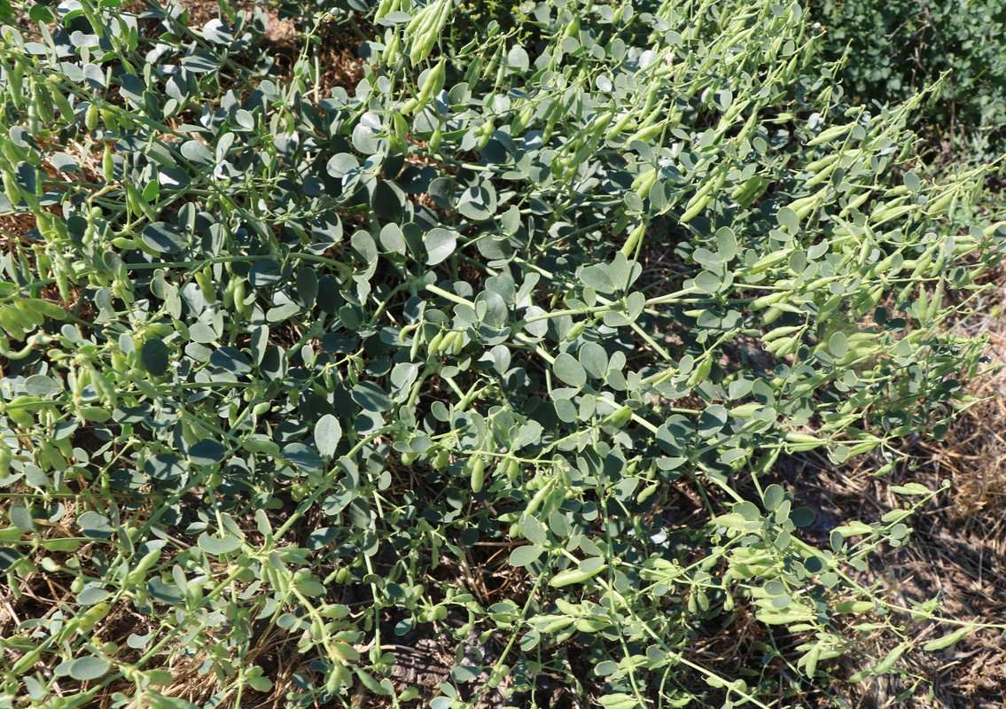 Image of Zygophyllum fabago specimen.