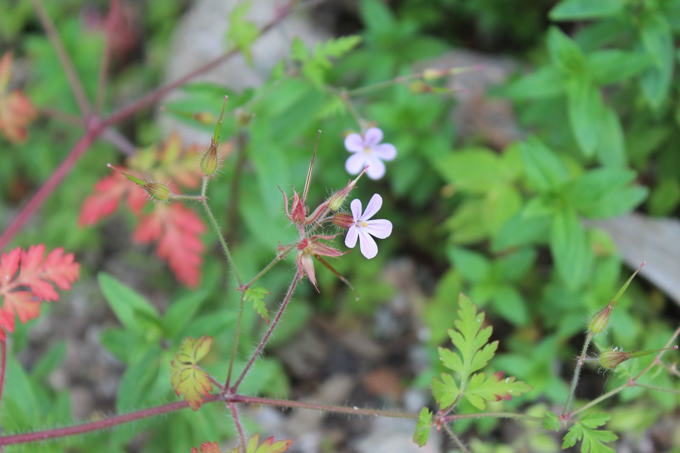 Image of Geranium robertianum specimen.