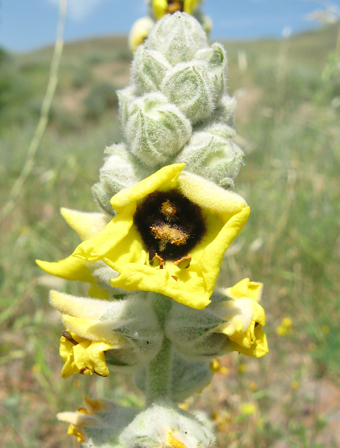 Image of Verbascum formosum specimen.