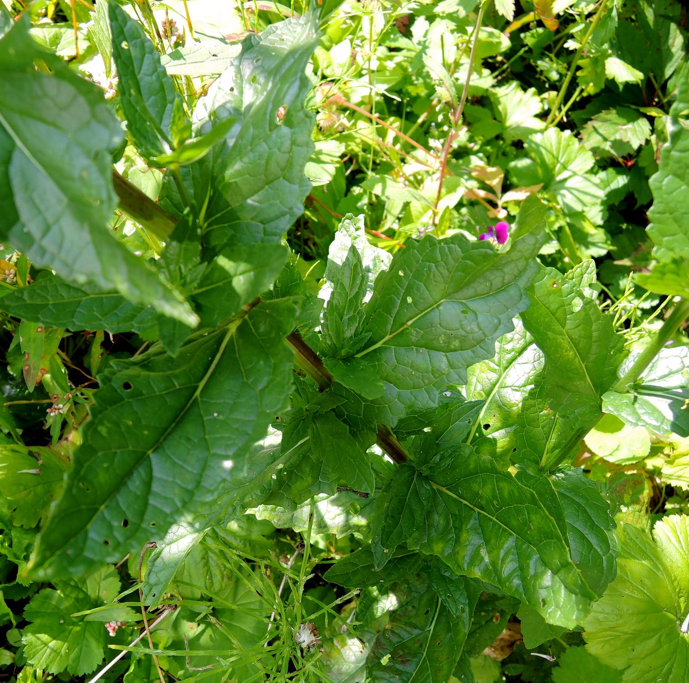 Image of Verbascum phoeniceum specimen.