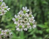 Chaerophyllum aureum. Соцветие-зонтичек. Дагестан, Левашинский р-н, окр. с. Леваши, ок. 1300 м н.у.м., береговой склон р. Хохборт. 01.06.2019.
