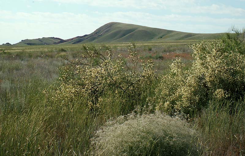 Image of Calligonum aphyllum specimen.