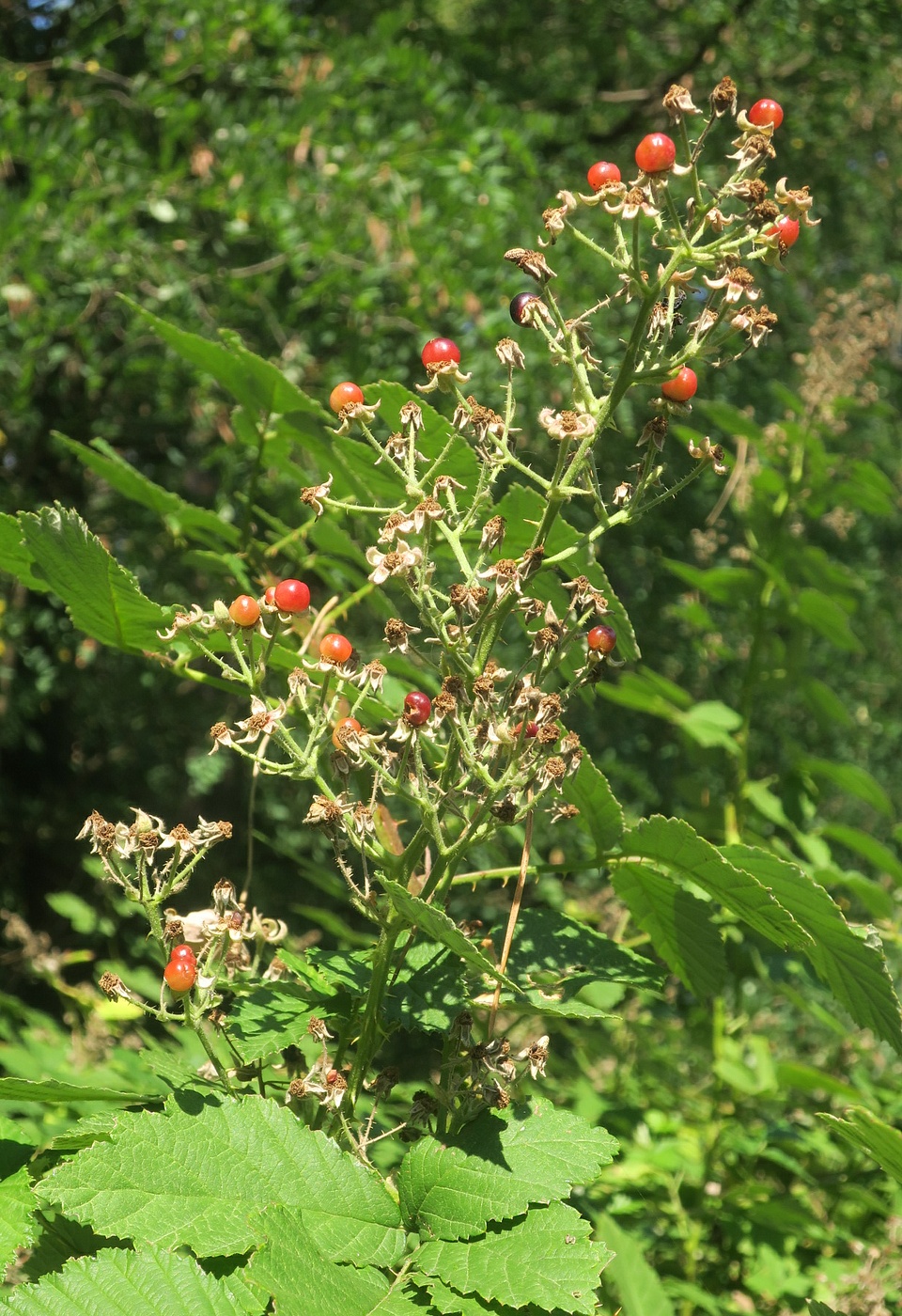 Image of Rubus canescens specimen.