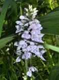 Dactylorhiza fuchsii. Соцветие. Алтайский край, Змеиногорский р-н, верховья руч. Бабий Ключ. 15 июля 2010 г.
