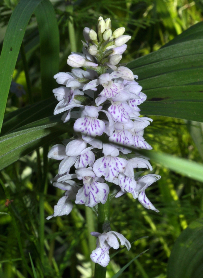 Изображение особи Dactylorhiza fuchsii.