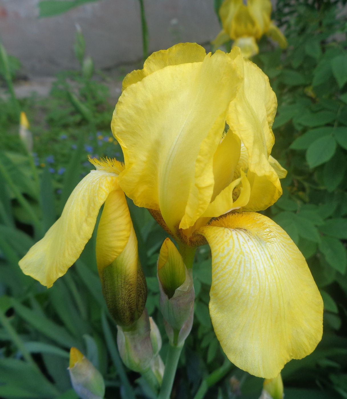 Image of Iris × hybrida specimen.