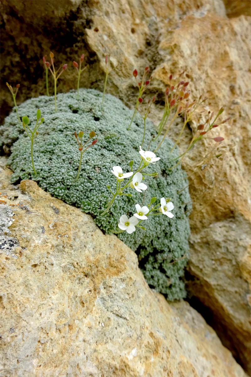 Изображение особи Draba ossetica.