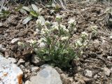 Draba subamplexicaulis. Цветущее растение с завязавшимися плодами. Казахстан, Сев. Тянь-Шань, Заилийский Алатау в окр. г. Алматы, Большое Алматинское ущ., р-н Космостанции, ≈ 3300 м н.у.м. 15 июня 2019 г.