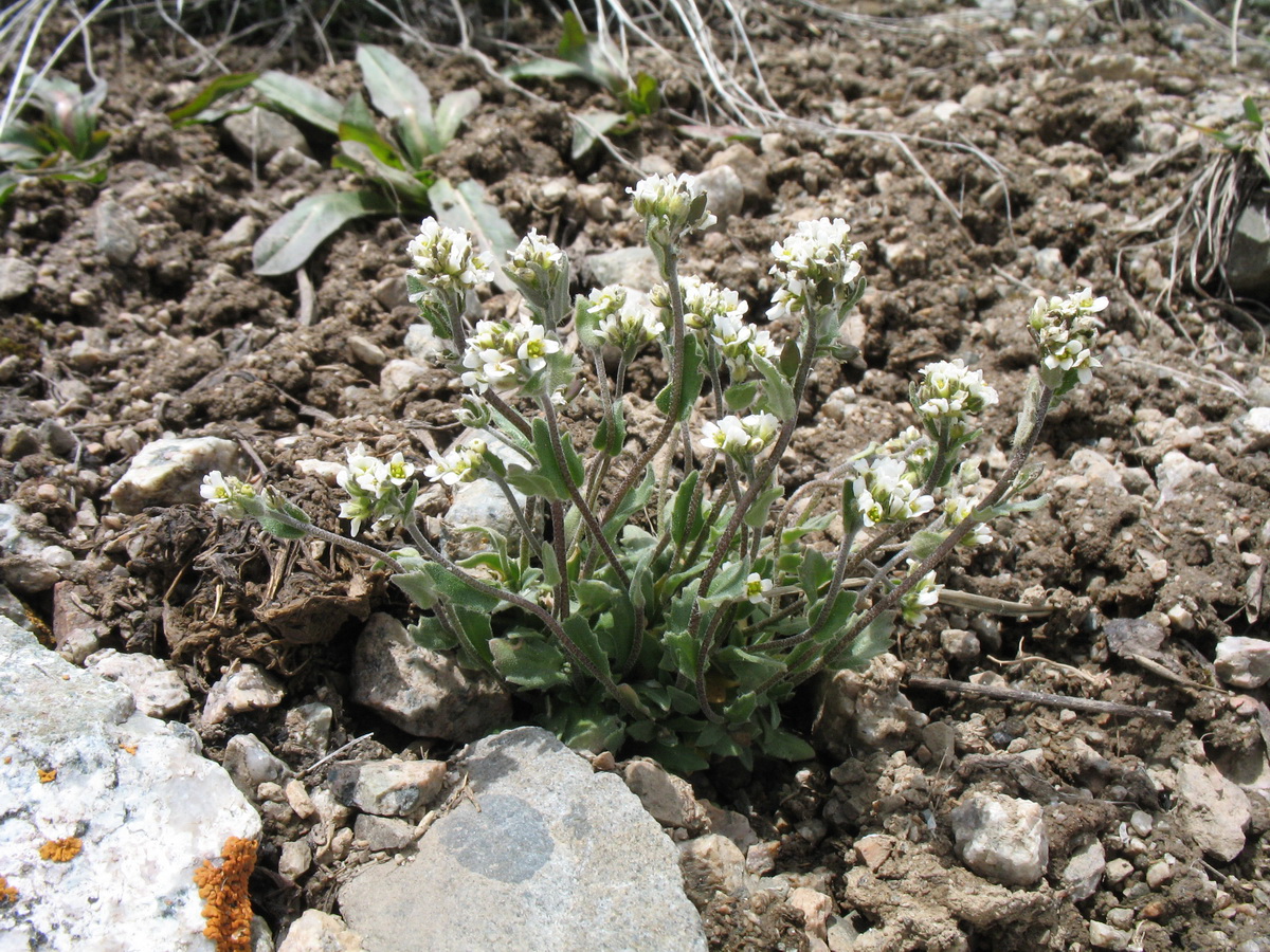 Изображение особи Draba subamplexicaulis.