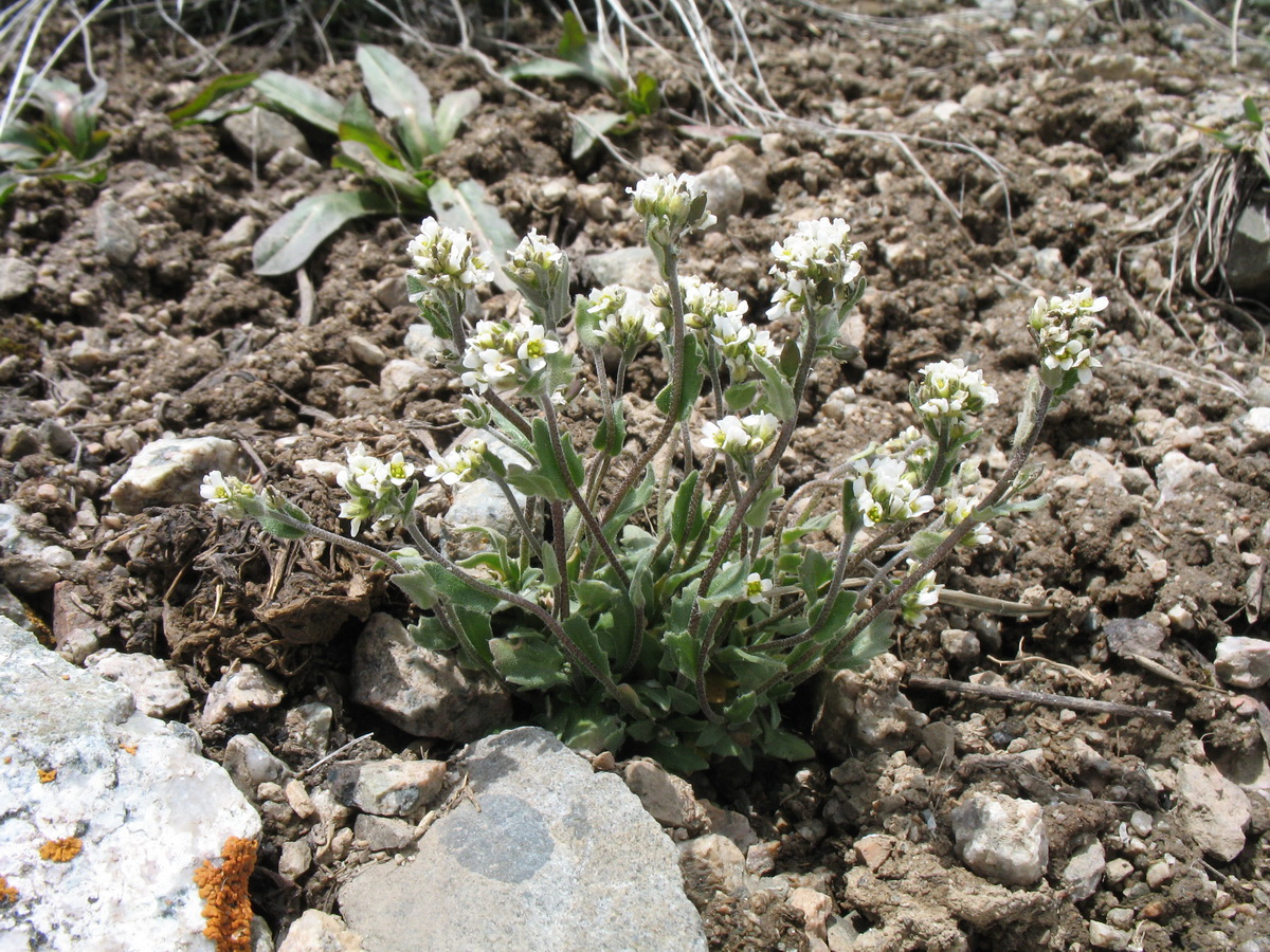 Image of Draba subamplexicaulis specimen.