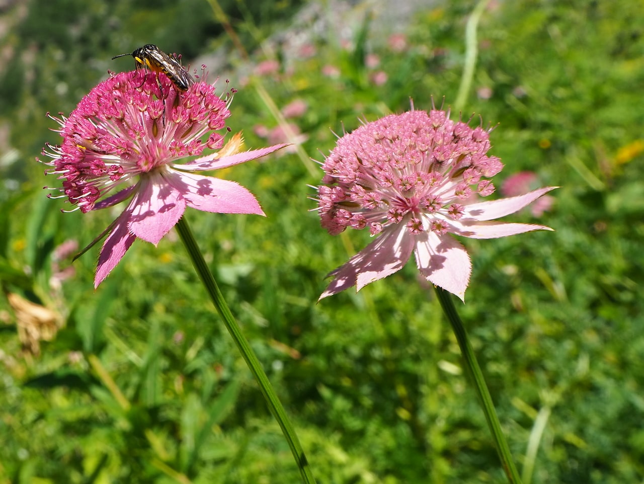 Image of Astrantia maxima specimen.