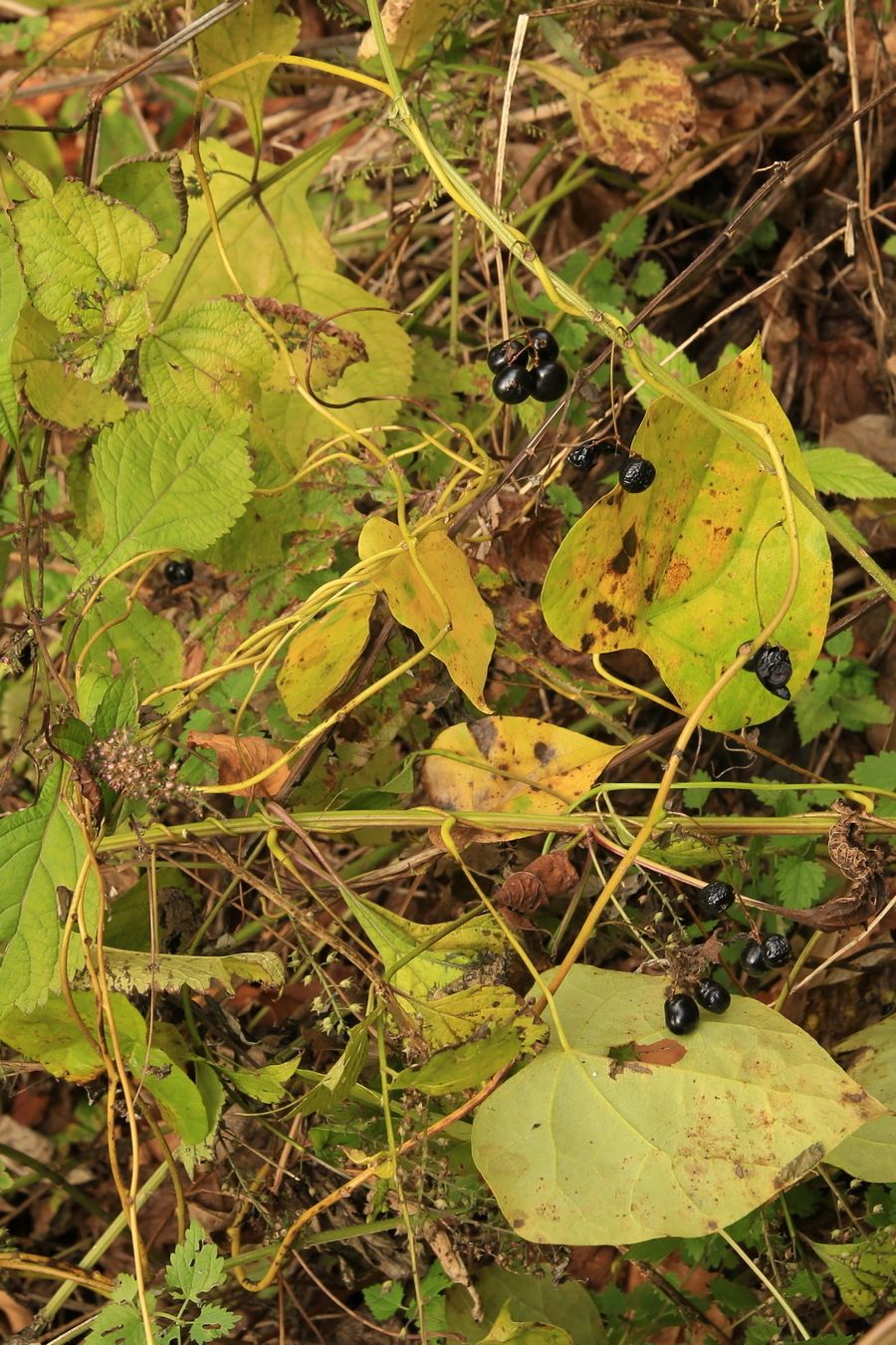 Image of Menispermum dauricum specimen.