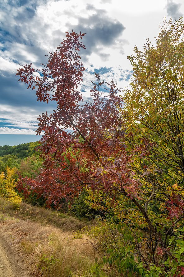 Изображение особи Fraxinus ornus.