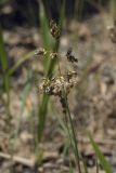 Hierochloe sachalinensis. Верхушка цветущего побега. Сахалинская обл., Охинский р-н, окр. г. Оха, насыпь заброшенной ж.-д. 23.07.2017.