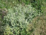 Eryngium campestre