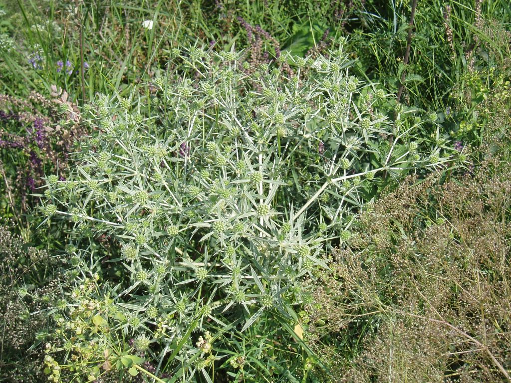 Изображение особи Eryngium campestre.