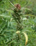 Cannabis sativa var. spontanea