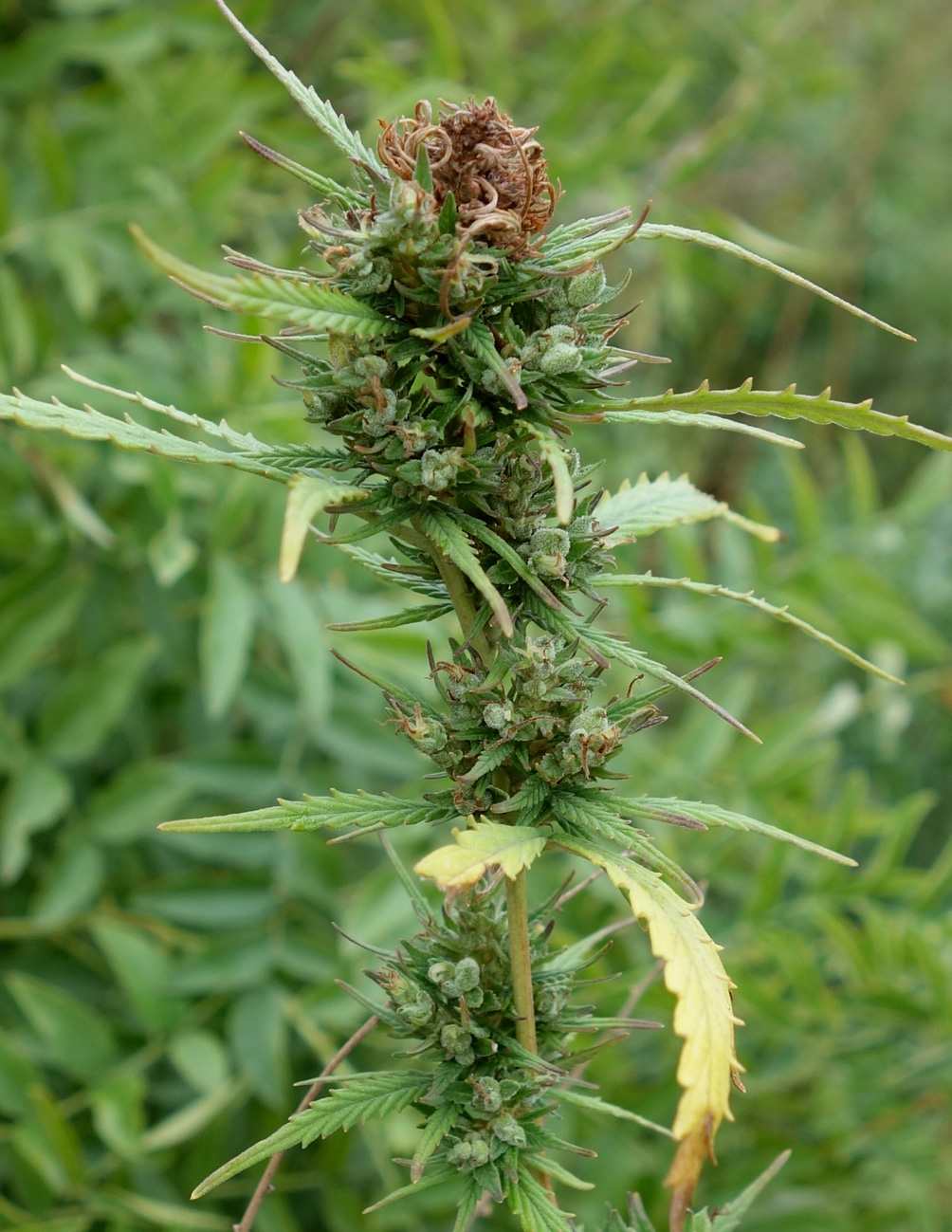 Image of Cannabis sativa var. spontanea specimen.