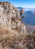 Pedicularis nordmanniana. Плодоносящее растение. Адыгея, Кавказский биосферный заповедник, Фишт-Оштенский массив, юго-восточный отрог горы Оштен, ≈ 2400 м н.у.м., на кромке обрыва. 31.10.2015.