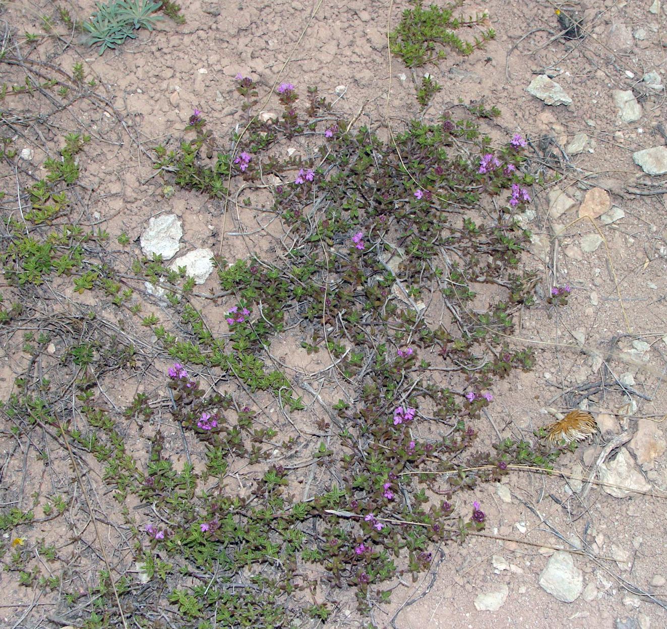 Изображение особи Thymus zheguliensis.