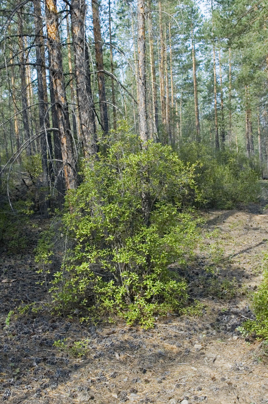 Image of Rhododendron dauricum specimen.