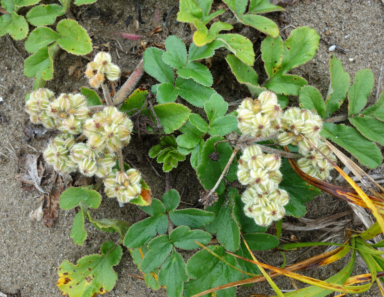 Image of Glehnia litoralis specimen.