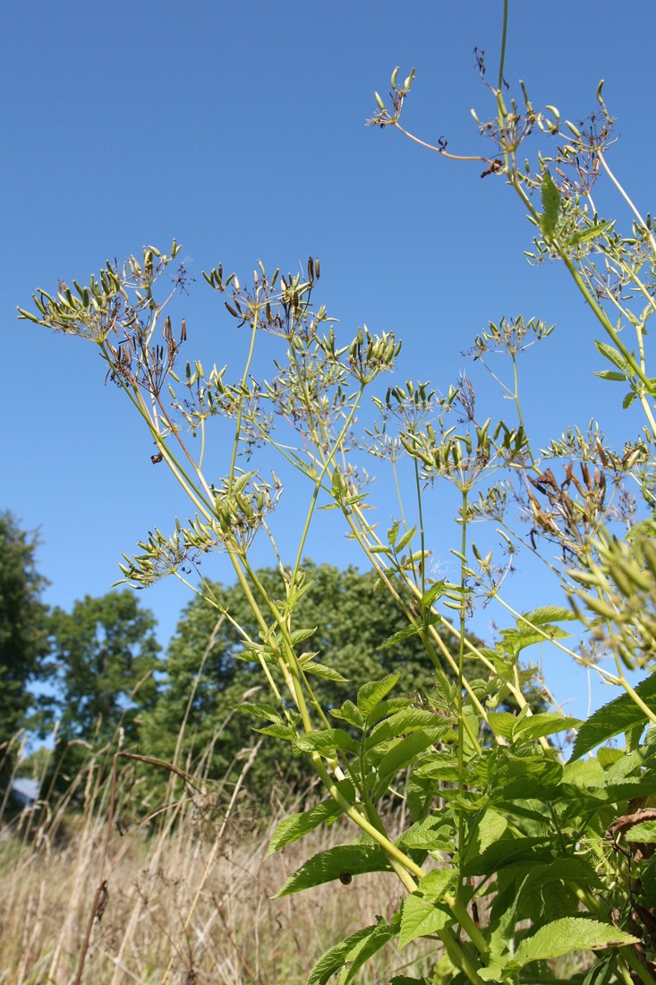 Изображение особи Chaerophyllum aromaticum.