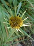 Tragopogon capitatus