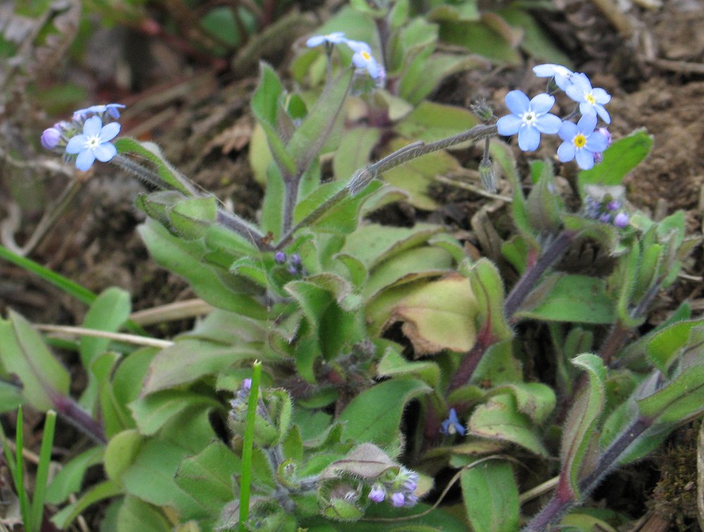 Изображение особи Myosotis heteropoda.