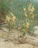 Astragalus chiwensis