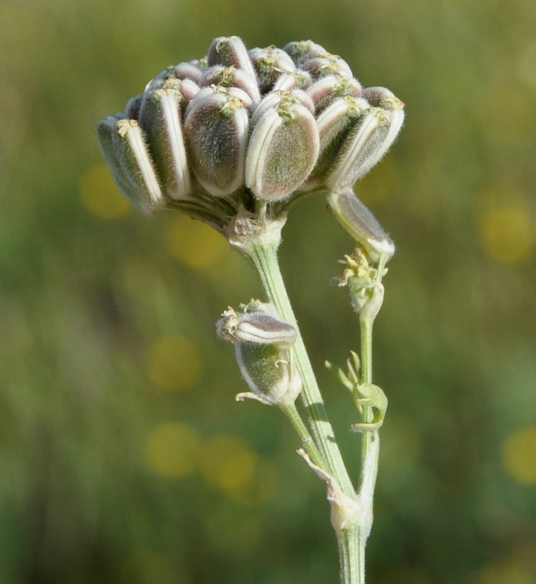 Image of Zosima absinthifolia specimen.