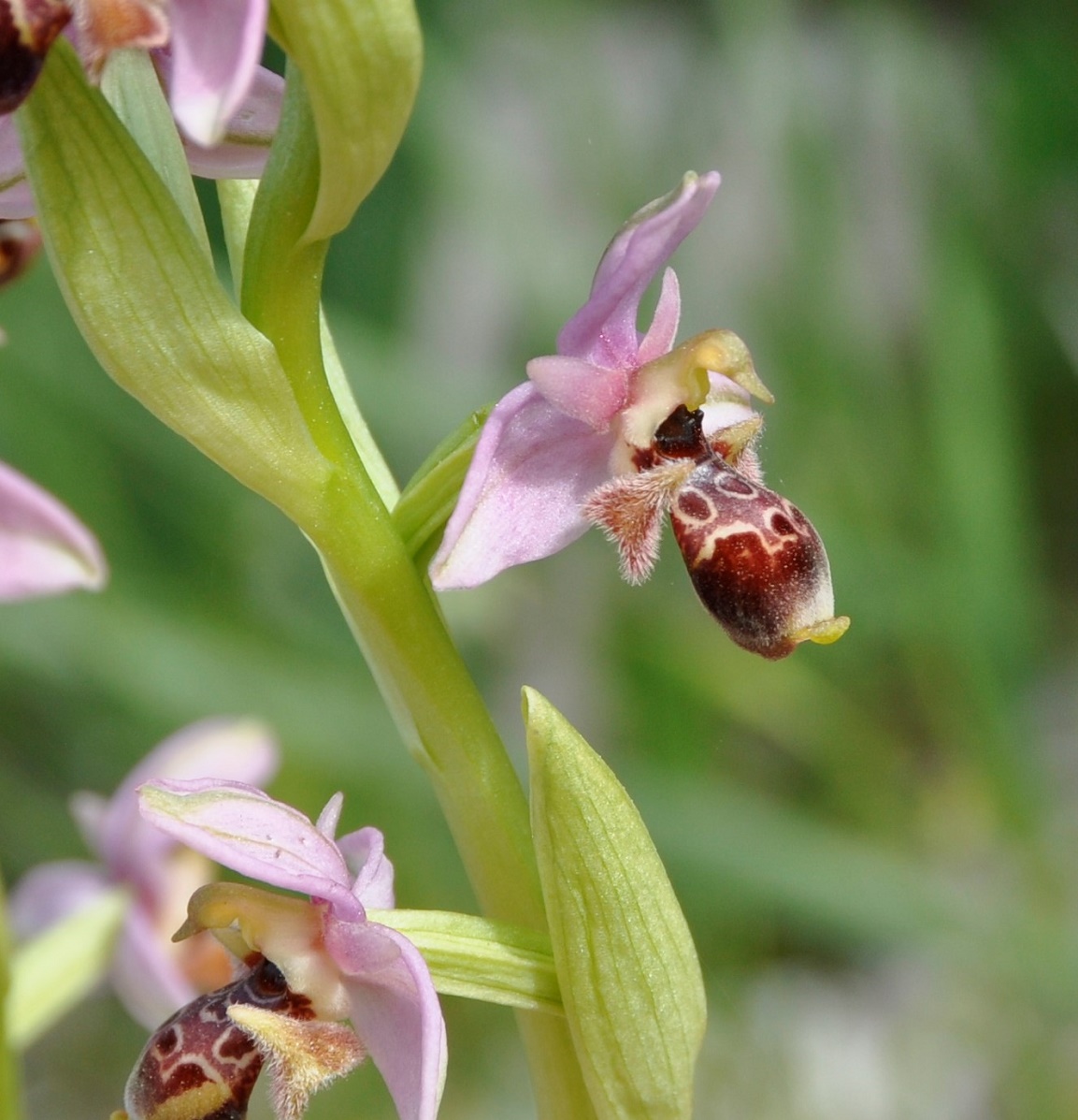 Изображение особи Ophrys umbilicata.