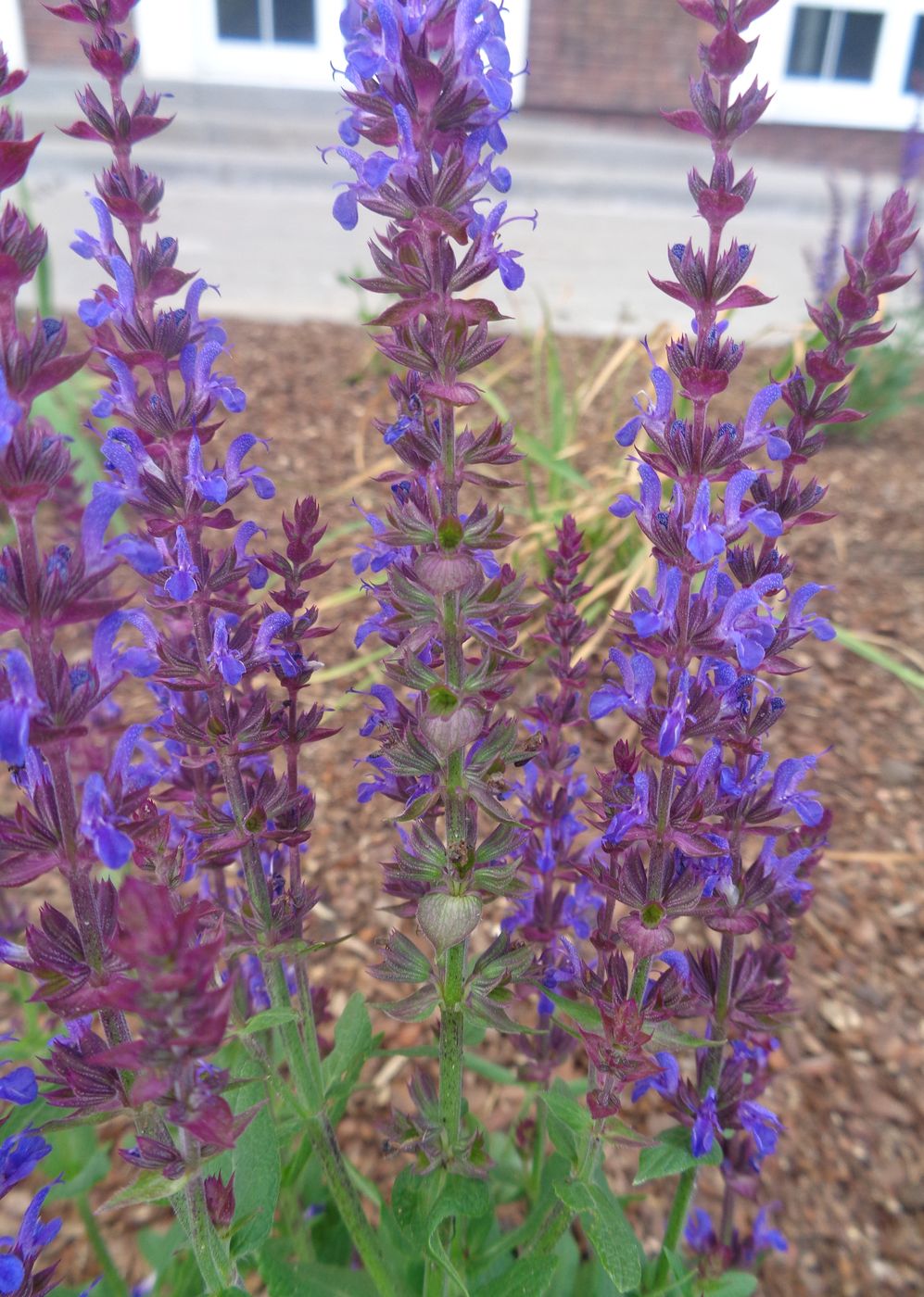 Image of Salvia nemorosa specimen.