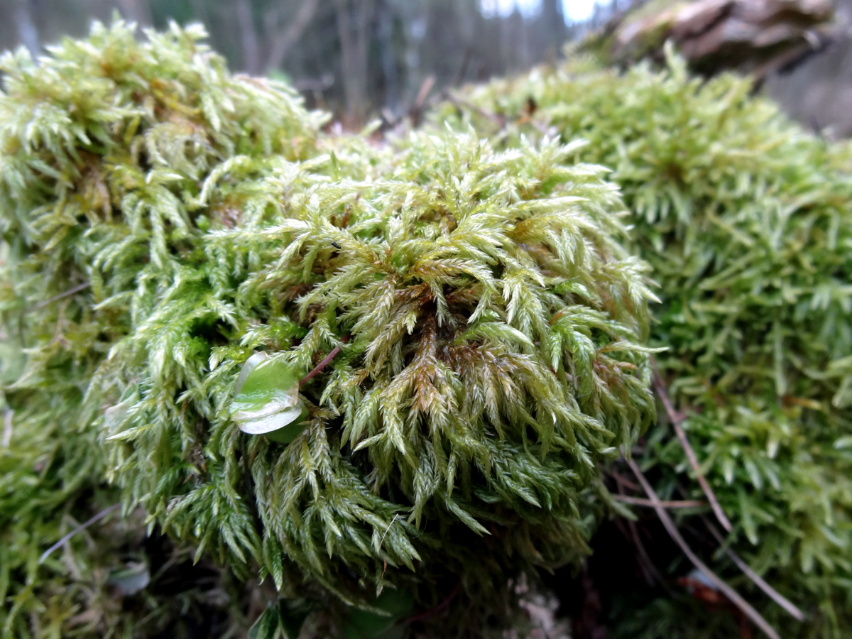 Image of Isothecium alopecuroides specimen.