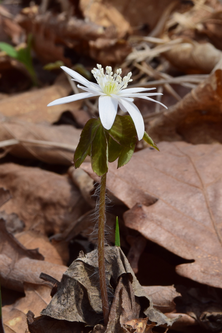 Изображение особи Anemone raddeana.