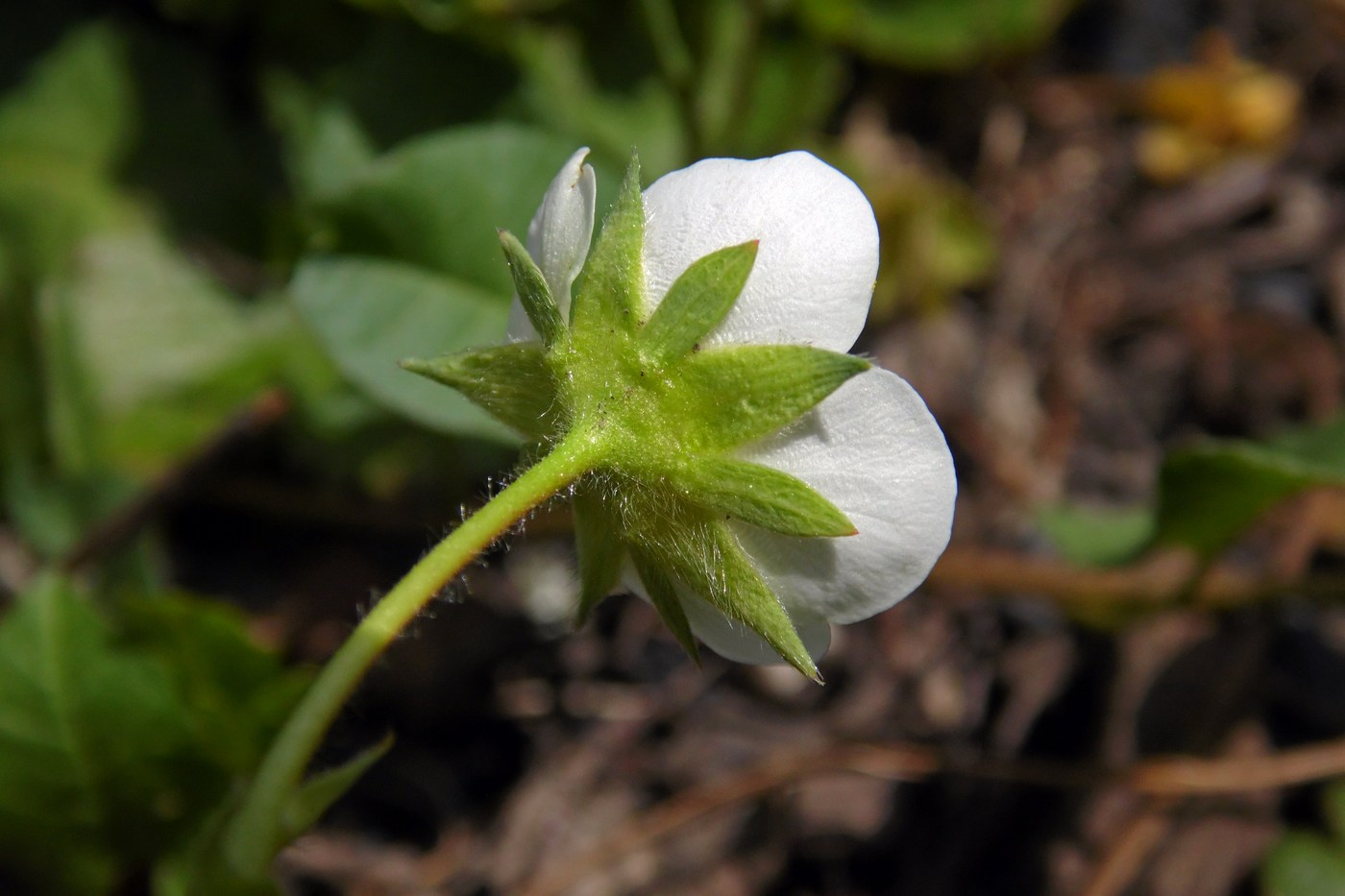 Изображение особи Fragaria × ananassa.