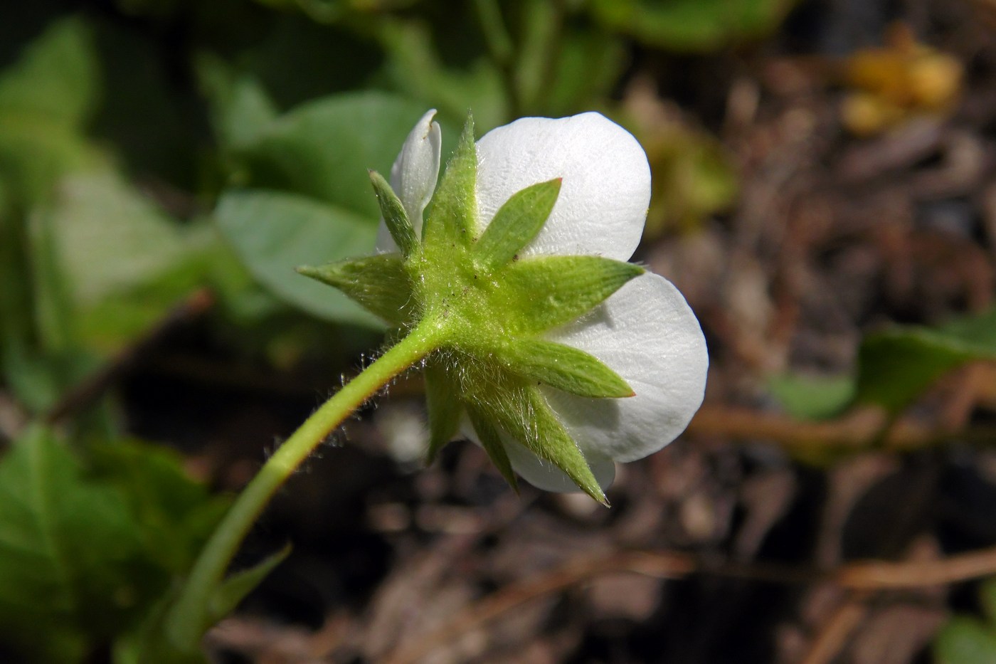 Image of Fragaria &times; ananassa specimen.