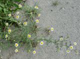 Anthemis cotula