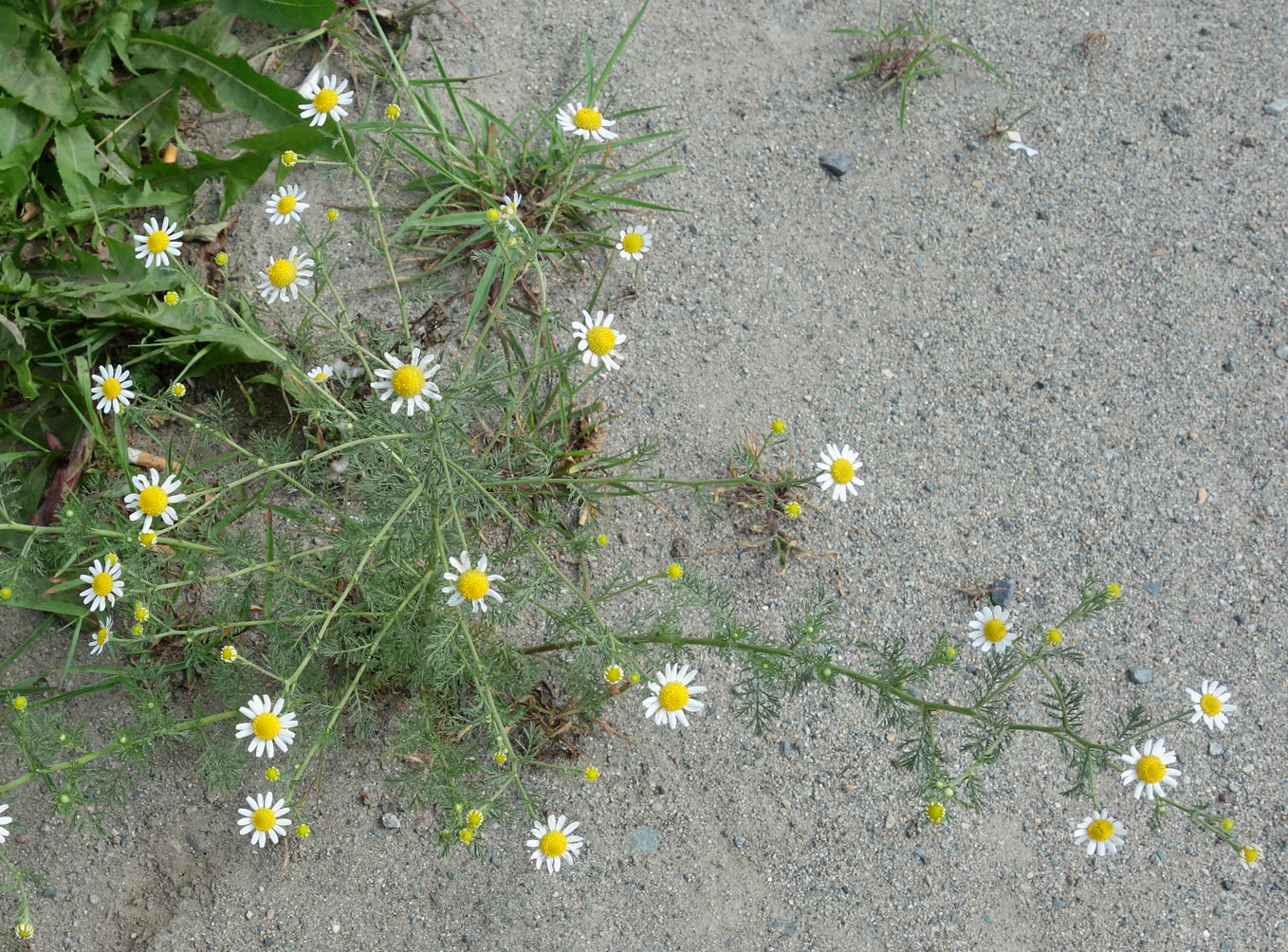 Image of Anthemis cotula specimen.