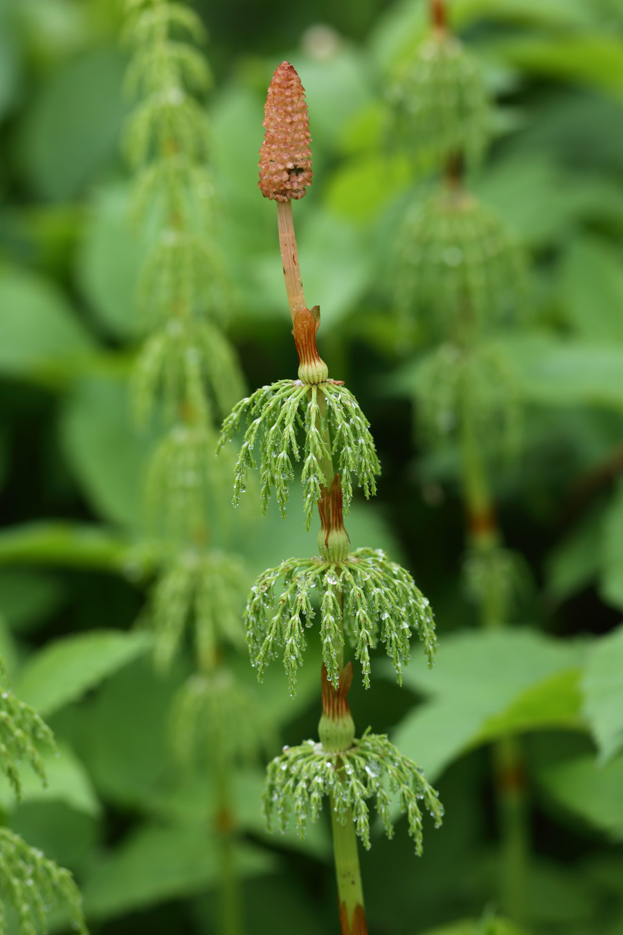 Изображение особи Equisetum sylvaticum.