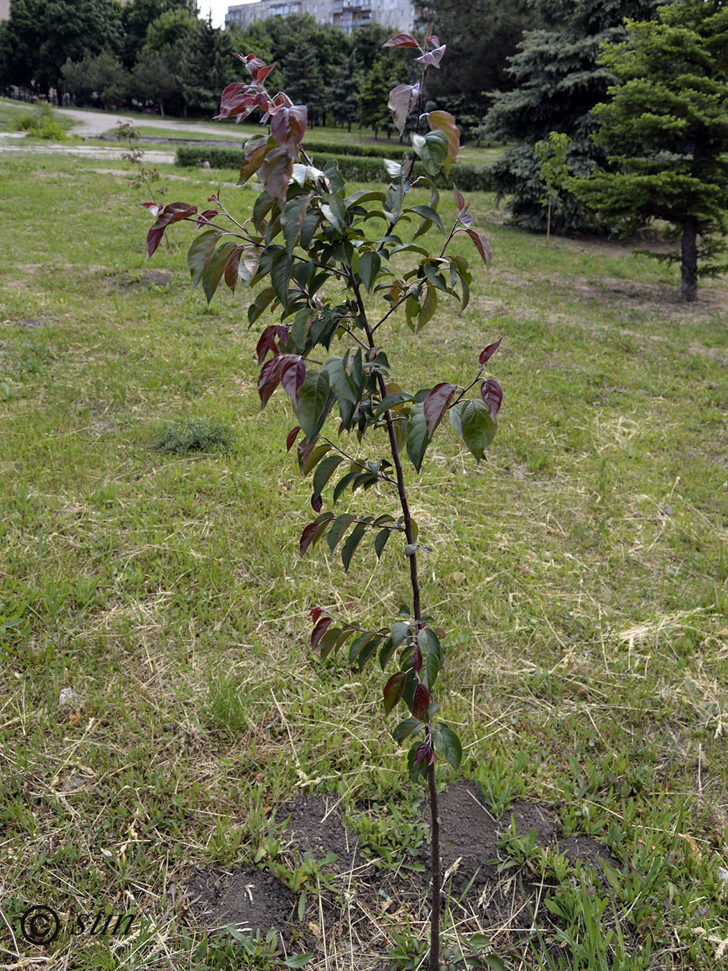 Image of genus Malus specimen.
