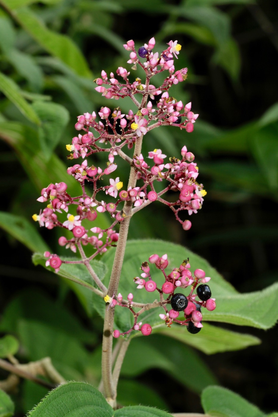 Image of Miconia subcrustulata specimen.