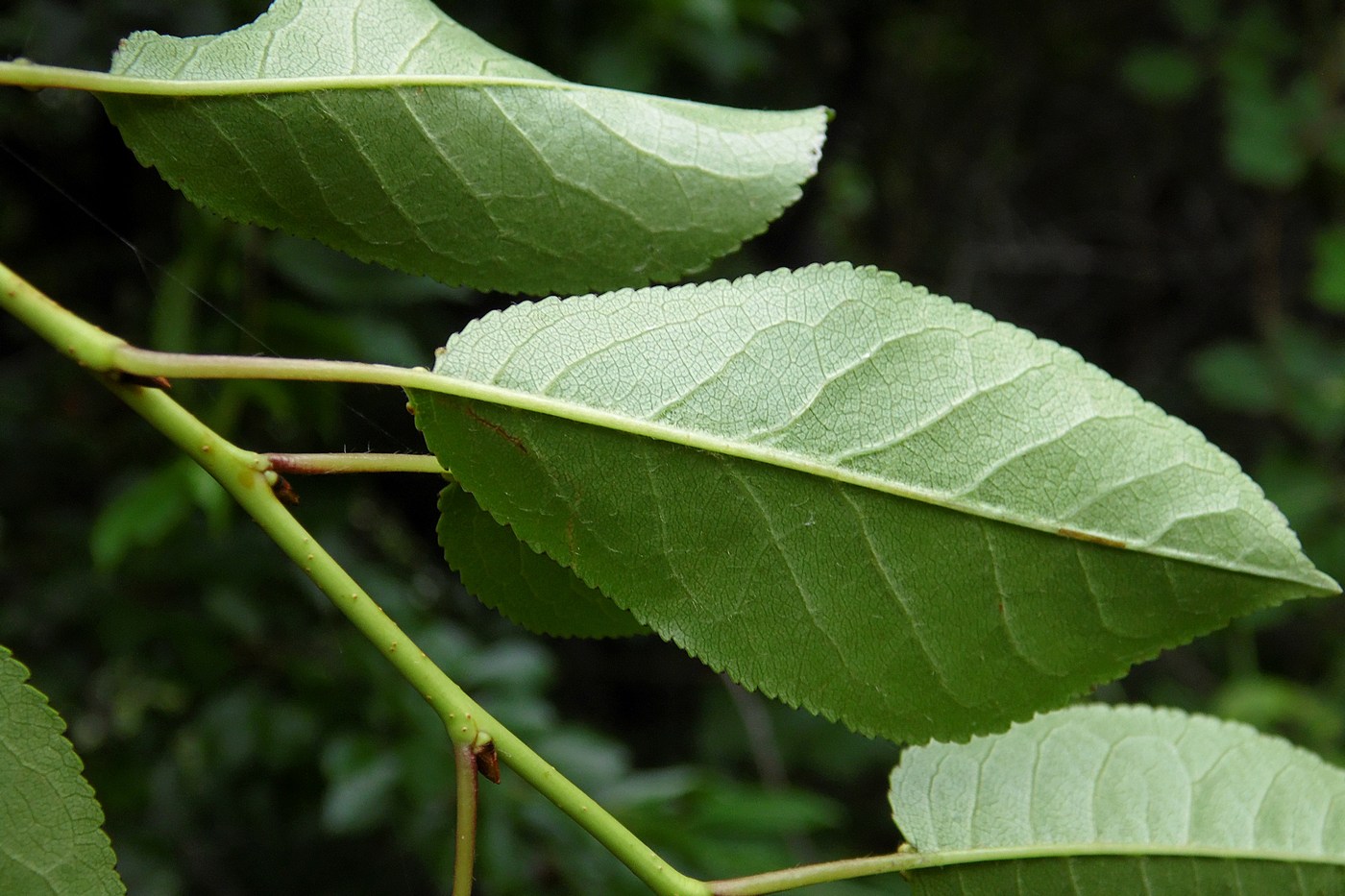 Изображение особи Cerasus vulgaris.