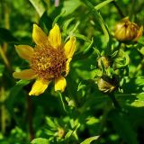 Bidens cernua var. radiata