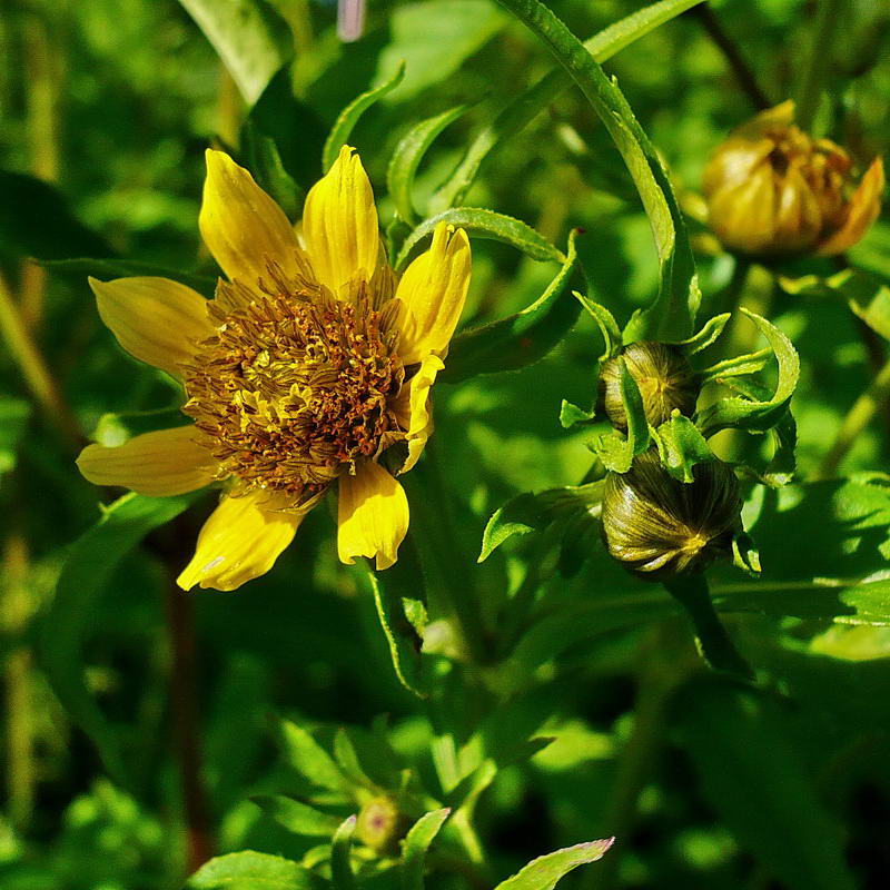 Image of Bidens cernua var. radiata specimen.
